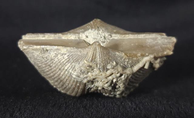 Cyrtospirifer rudkinensis (LJASCHENKO 1959) - Bild &copy; FossNet FossilienStore